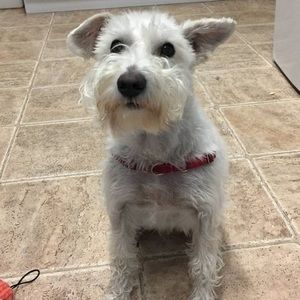 Meet your Posher, Ivy